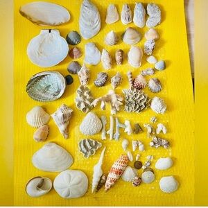 Huge Collection Sea Shells Scallop Conch Mitra Conus Abalone Coral  Clams Oyster